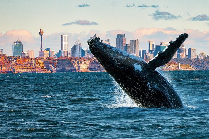 1 Hour Jet Ski Safari - Price and value: what $185.77 buys you in Sydney-area terms