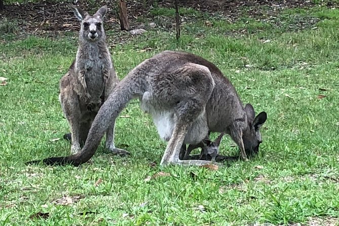 #1 Private Blue Mountains Tour by authentic story telling locals - Blue Mountains nature time: wombats, kangaroos, cliffs, and waterfalls