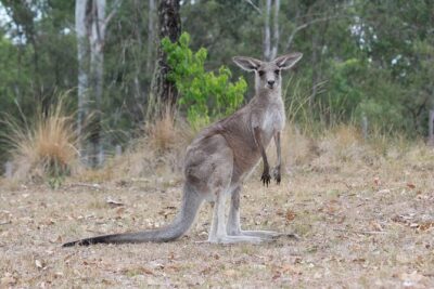#1 Private Blue Mountains Tour by authentic story telling locals - Featherdale Wildlife Park: koalas and crocodiles, up close