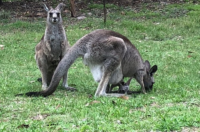 #1 Private Blue Mountains Tour by authentic story telling locals - Price and value: $1,291 for up to 10 isn’t just about seats