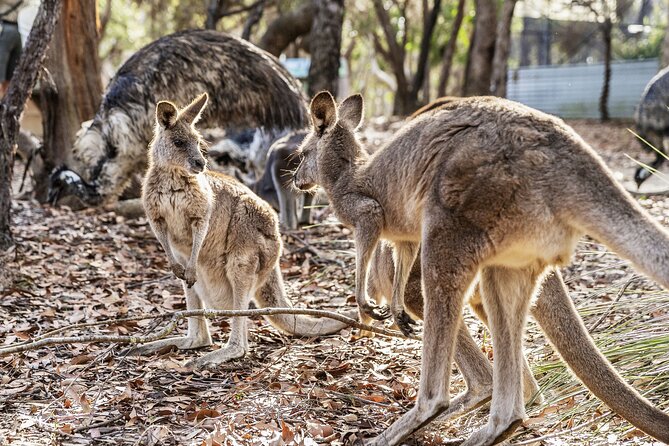 14 Day Tour from Sydney to Cairns Fraser Island and Whitsundays - Should you book this Sydney to Cairns East Coast adventure?