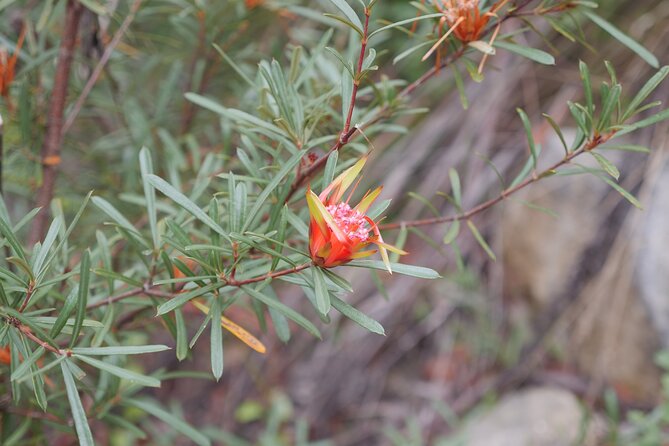 3 Day Scenic Tour of Blue Mountains from Sydney - Food, timing, and what to pack (so you don’t get cranky)
