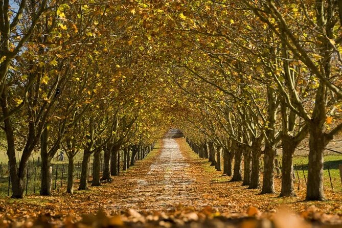 A Day In The Vineyards || Luxury Private Winery Tour From Sydney - Bowral boutiques and antiques: shop with a relaxed brain