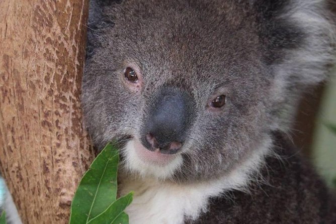 All Inclusive Blue Mountain,Scenic World,Lunch,Koalas,ferry - The Parramatta River ferry: the best kind of reset