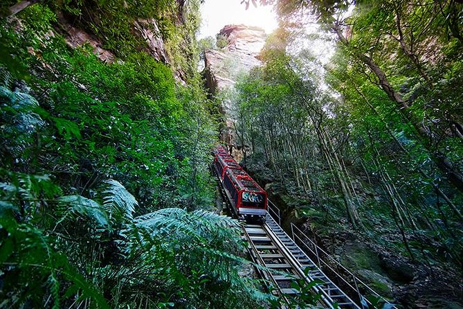 All Inclusive Blue Mountain,Scenic World,Lunch,Koalas,ferry - Small group energy: why guides make or break the day