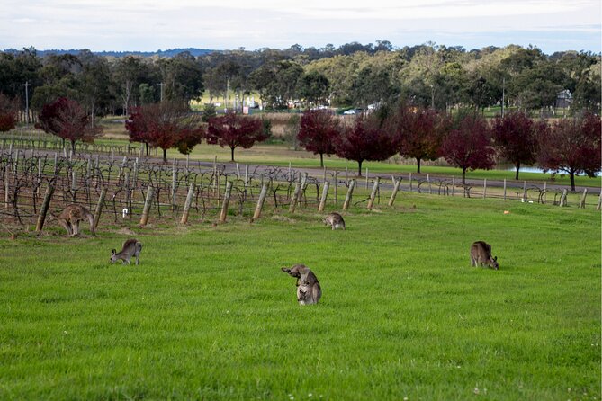 Award-Winning Hunter Valley Wine & Cheese Tour from Sydney - Cheese tasting at the Hunter Valley Cheese Factory