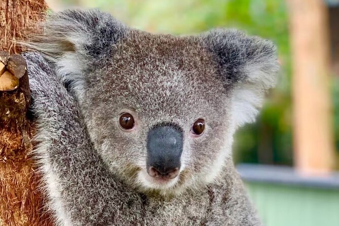 Baby Animals, Boomerangs and BBQ Lunch - Sydney to Australian Reptile Park Without the Drive Headache