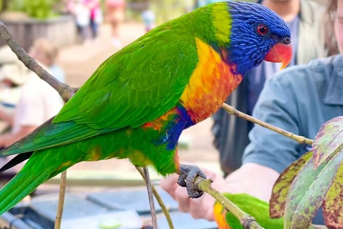 Baby Animals, Boomerangs and BBQ Lunch - Ovolo Sydney Meet-Up: Coffee First, Then You’re Moving