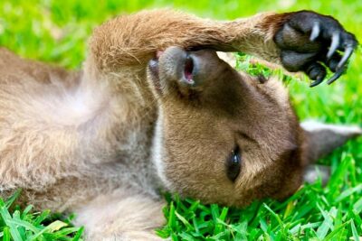 Baby Animals, Boomerangs and BBQ Lunch - Koala Meeting: Short, Supervised, and Packed With Context