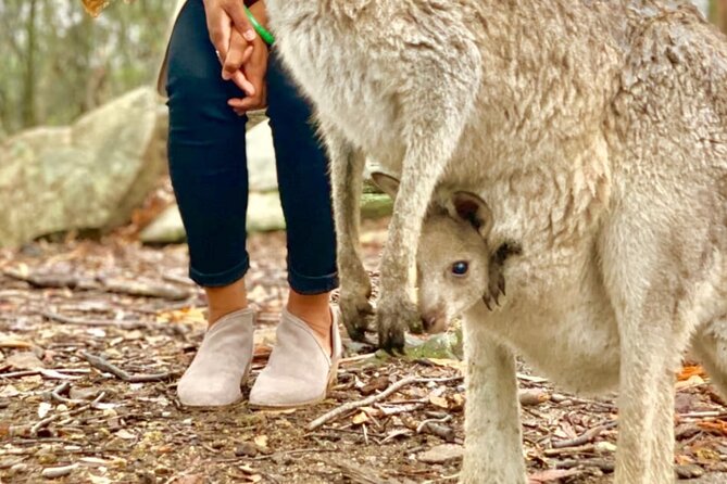 Baby Animals, Boomerangs and BBQ Lunch - BBQ Lunch at the Park: All You Can Eat, With Cheese and Snacks