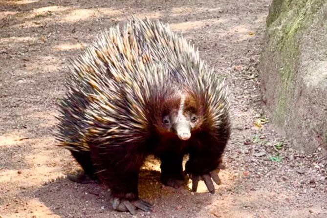 Baby Animals, Boomerangs and BBQ Lunch - Rain Plan and Small Comforts That Save the Day