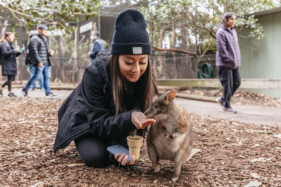 Blue Mountain Small Group Scenic World, Wildlife, Waterfall - Key highlights worth getting excited about