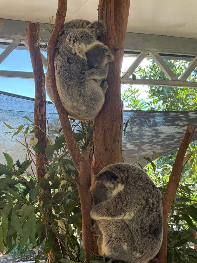 Blue Mountain Small Group Scenic World, Wildlife, Waterfall - Featherdale vs Sydney Zoo: pick the animal time you’ll enjoy most
