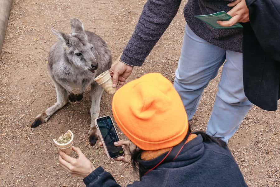 Blue Mountain Small Group Scenic World, Wildlife, Waterfall - The ferry back to Sydney Harbour: end the day with a view