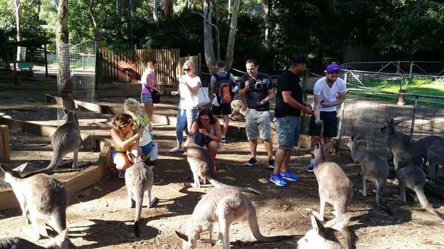 Blue Mountains: Aboriginal Experience Day Tour from Sydney - Quick hits for your Blue Mountains day