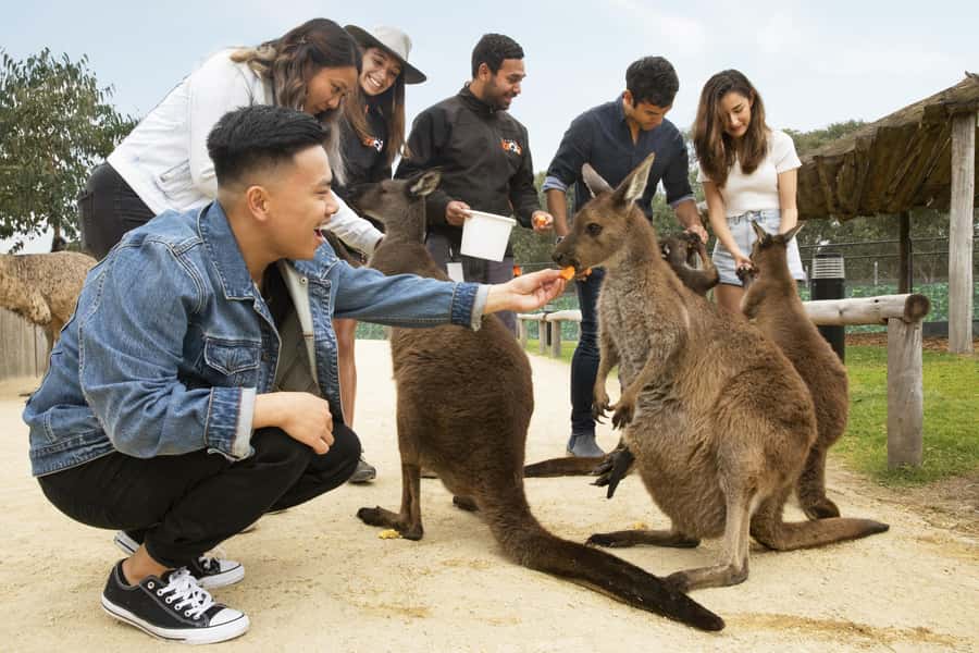 Blue Mountains Adventure: Scenic World, Zoo & Koala Photo - Leura for lunch: a small town reset between big attractions