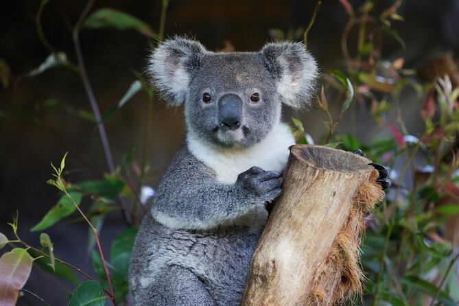 Blue Mountains All-inclusive Tour with Scenic World & Lunch - Key highlights worth planning for