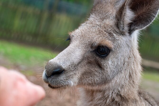 Blue Mountains Big Day Out - Private Tour - Glenbrook, Wentworth Falls, and Leura: Waterfalls Plus a Real Town Break