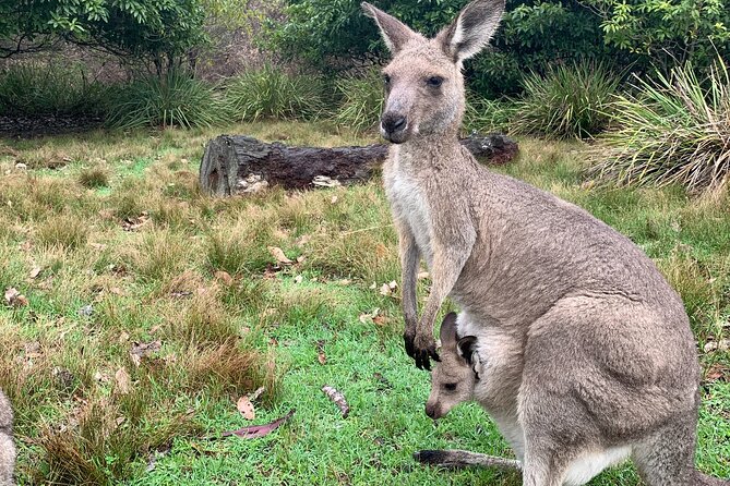 Blue Mountains Day, Sunset Tour & Glow Worms Night Adventure - Glow Worm Caves at Night: The Headlight Tour You’ll Remember