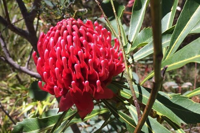 Blue Mountains Day Tour Including Parramatta River Cruise - Scenic World Add-Ons: Cable Cars, Railway, Boardwalks