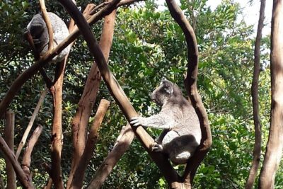 Blue Mountains Day Tour With Bushwalks, Waterfalls & Featherdale - Pickup, group size, and the 7am start that actually makes sense