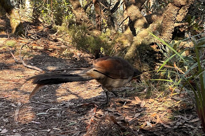 Blue Mountains Full Day Guided Tour - How a flexible route shows up in the real experience