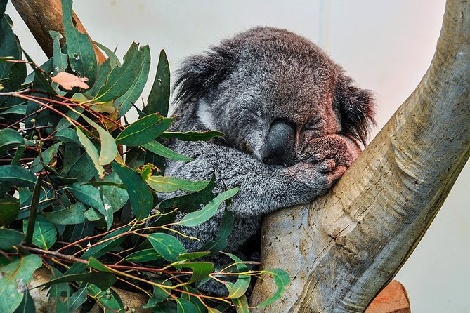 Blue Mountains Highlights, Wildlife Park and Scenic World Full Day Private Tour - A private Blue Mountains day that actually fits