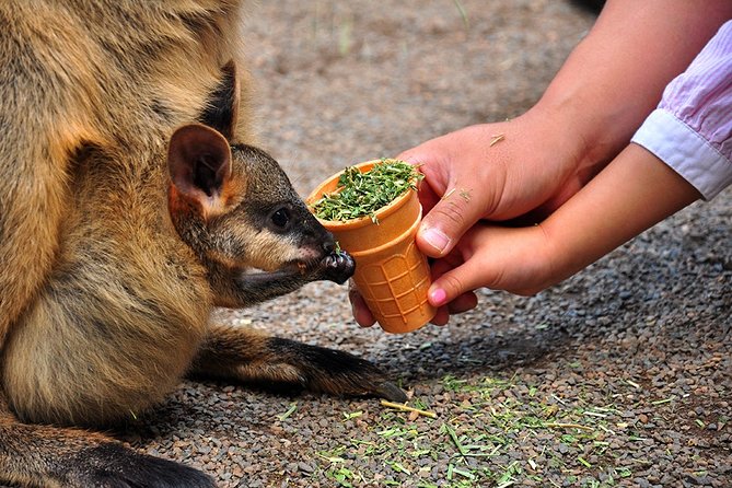 Blue Mountains Highlights, Wildlife Park and Scenic World Full Day Private Tour - Featherdale Sydney Wildlife Park: your animal fix, up close