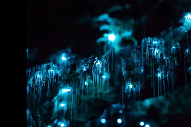 Blue Mountains Hiking Glow worms Cave Wildlife Spotlighting Night Adventure - Key things I’d focus on before you go