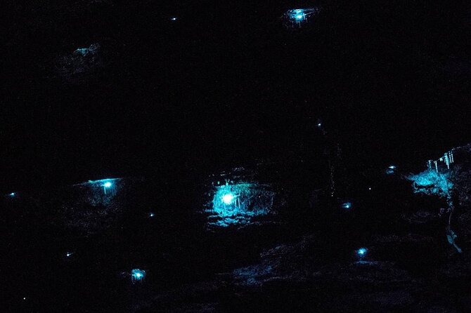 Blue Mountains Hiking Glow worms Cave Wildlife Spotlighting Night Adventure - Why a Blue Mountains glow-worm cave hike at night feels different