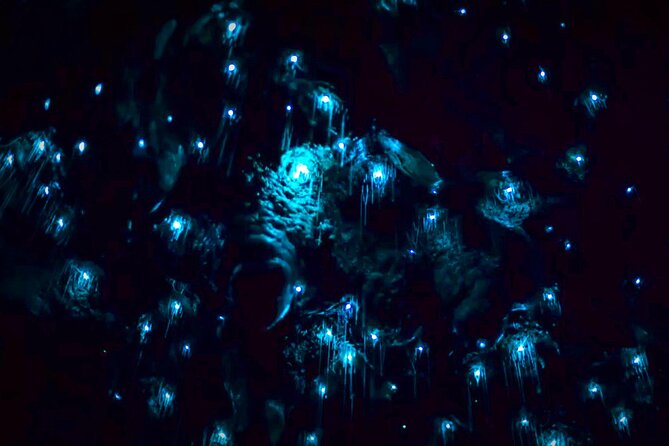 Blue Mountains Hiking Glow worms Cave Wildlife Spotlighting Night Adventure - Price and value: what $132.69 buys you for a late-night specialty