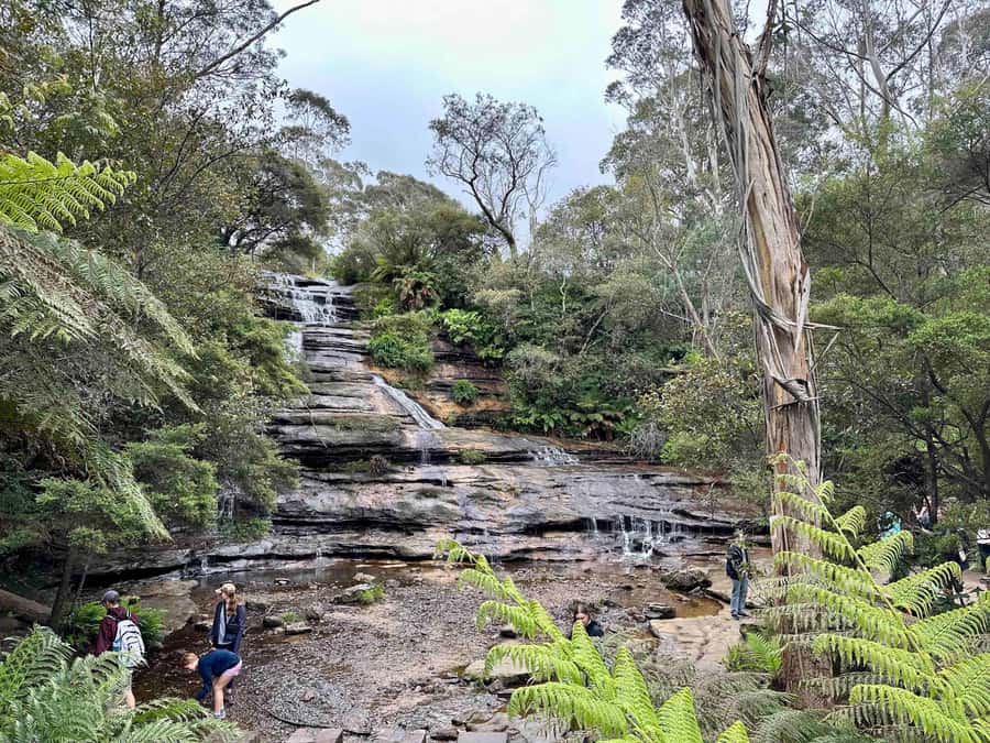 Blue Mountains: Inside a World Heritage National Park - Transport, Timing, and What “Small Group” Actually Means