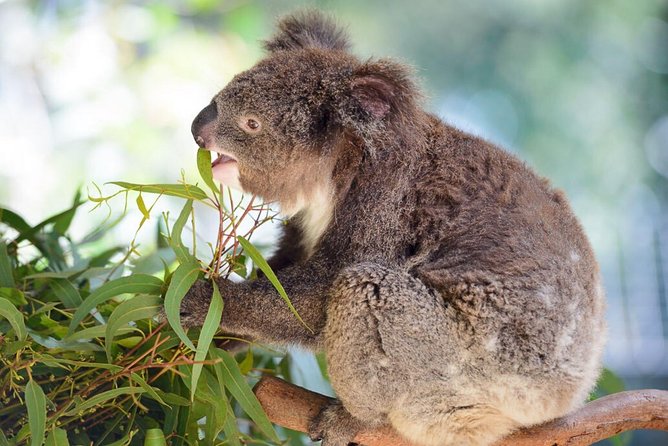 Blue Mountains | Koalas, Kangaroos & Bondi Beach Private Tour - Should You Book Blue Mountains, Featherdale, and Bondi?