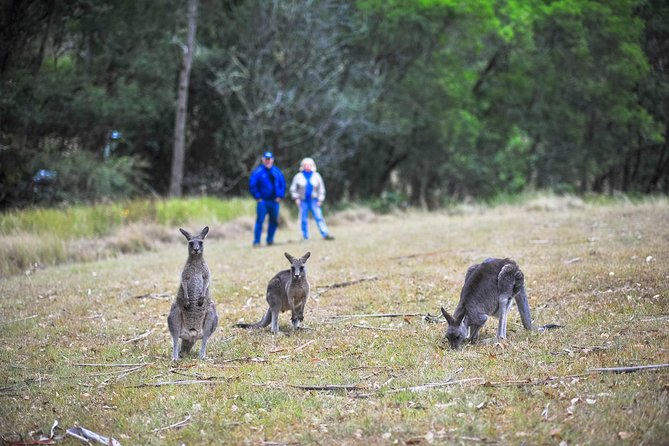 Blue Mountains Private Tour from Sydney - Megalong Valley Tea Rooms: lunch that doesn’t feel rushed
