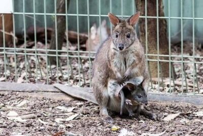 Blue Mountains Private Tour | Koala, Kangaroo, & Waterfalls Day - Featherdale Wildlife Park: koalas and kangaroos up close