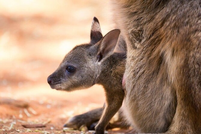 Blue Mountains Private Tour | Koala, Kangaroo, & Waterfalls Day - Katoomba Cascades and Lincoln’s Rock: waterfalls and a bigger valley picture