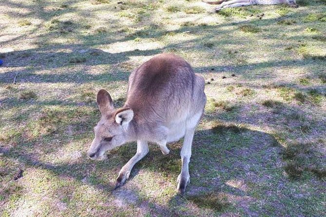 Blue Mountains Private Tour with Kangaroo and Koala Experience - Featherdale Wildlife Park: The Kangaroo and Koala Time You Actually Want