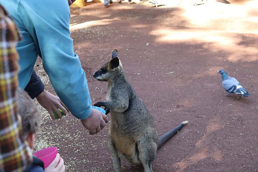 Blue Mountains: Private Tour with Wildlife and River Cruise - Scenic World Katoomba: steep train and Skyway cable car views