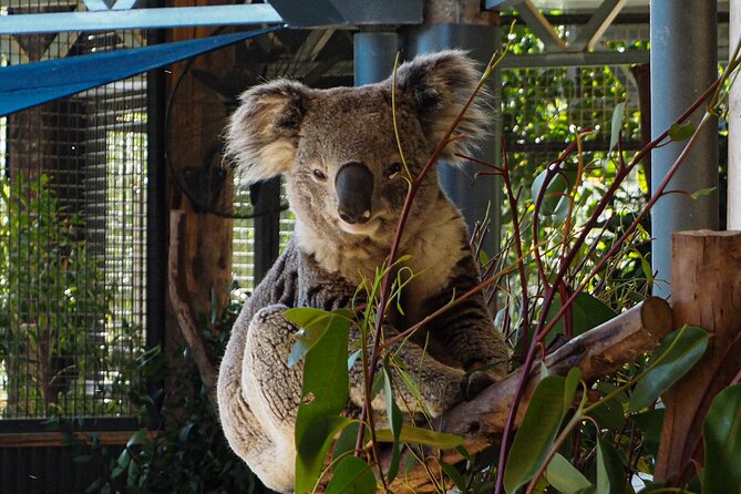 Blue Mountains Small Group Tour with Lunch, Zoo and Scenic World - Lincoln’s Rock and the quick-view strategy