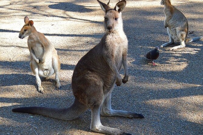 Blue Mountains Sunset Tour | See Kangaroos & Koalas (Private Tour) - Price and what $591.73 really buys you
