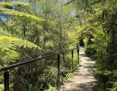 Blue Mountains Tour, Katoomba Falls & Cockatoos Small Group - Mercedes-Benz Sprinter pickup and why it feels easier than a bus