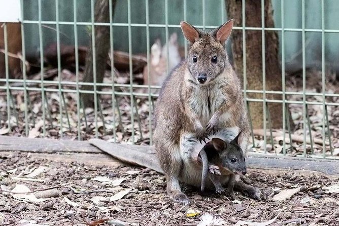 Blue Mountains Tour PRIVATE with Wildlife Park and River Cruise - Wildlife park time: koalas, kangaroos, and up-close encounters