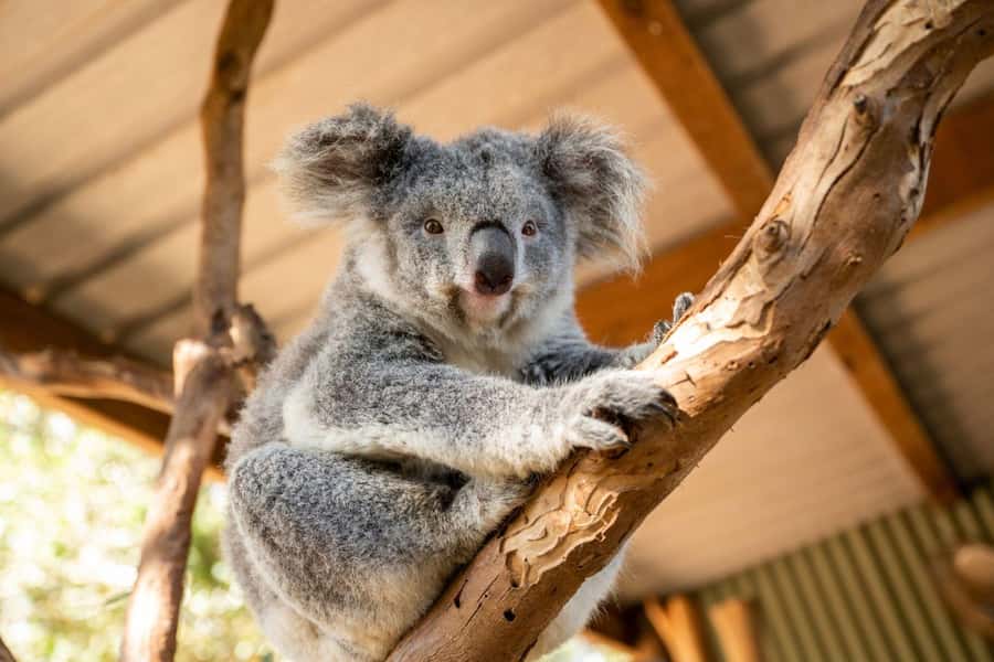 Blue Mountains Tour - Small grp, Koala, Kangaroo & Waterfall - Key Highlights You’ll Actually Feel