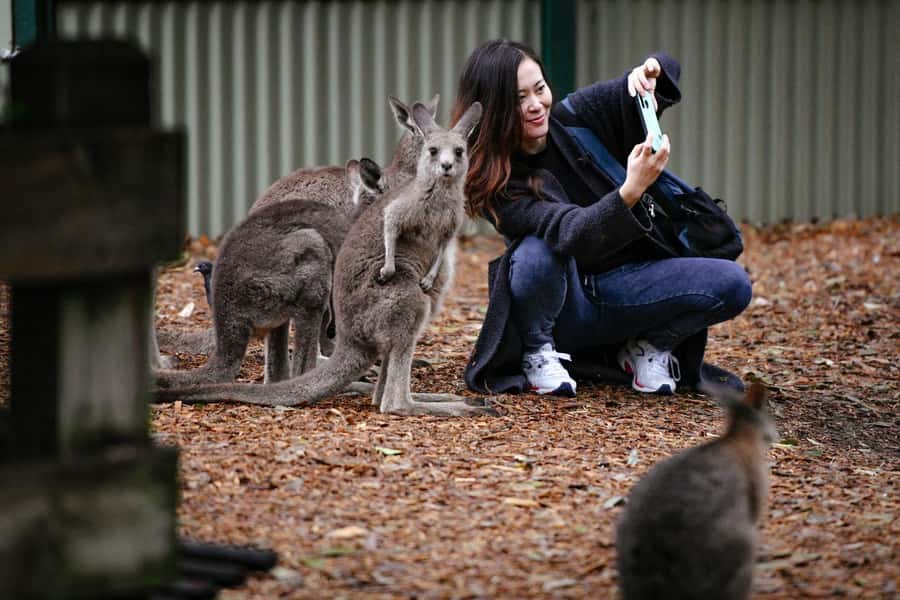 Blue Mountains Tour - Small grp, Koala, Kangaroo & Waterfall - The First Big Views: Wentworth Falls, Jamison Lookout, and Quick Walks