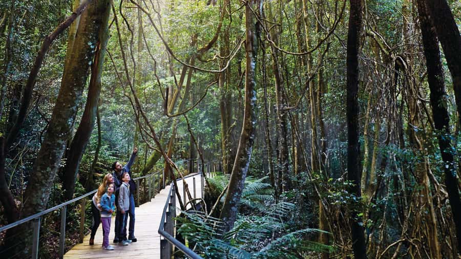 Blue Mountains Tour - Small grp, Koala, Kangaroo & Waterfall - Scenic World: Cable Cars vs. the Self-Guided Bushwalk Choice
