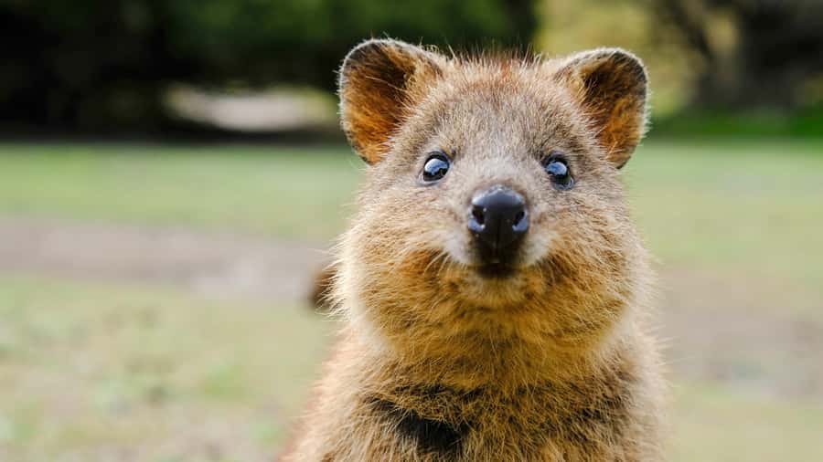 Blue Mountains Tour - Small grp, Koala, Kangaroo & Waterfall - Katoomba Falls: A Short Walk With Big Photo Payoff