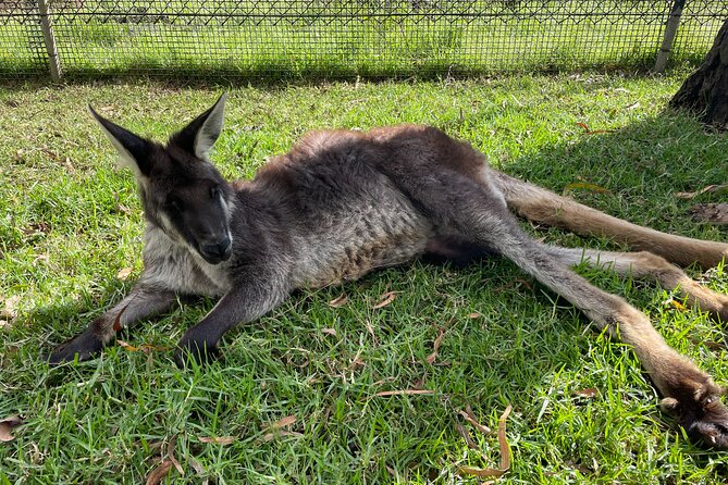 Blue Mountains Wildlife Full-Day Sights and Hiking from Sydney - Evans Lookout picnic plus the 3 km Clifftop Track hike