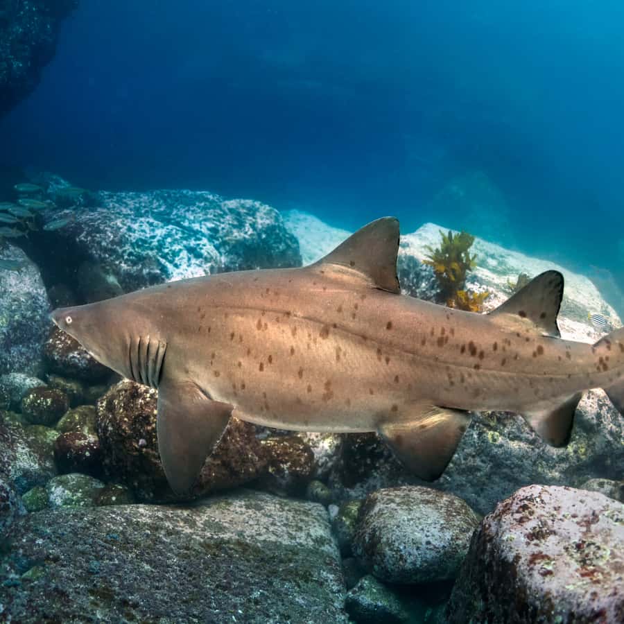 Bondi: Shark Dive at Bushrangers Bay for Certified Divers - Key highlights worth planning around