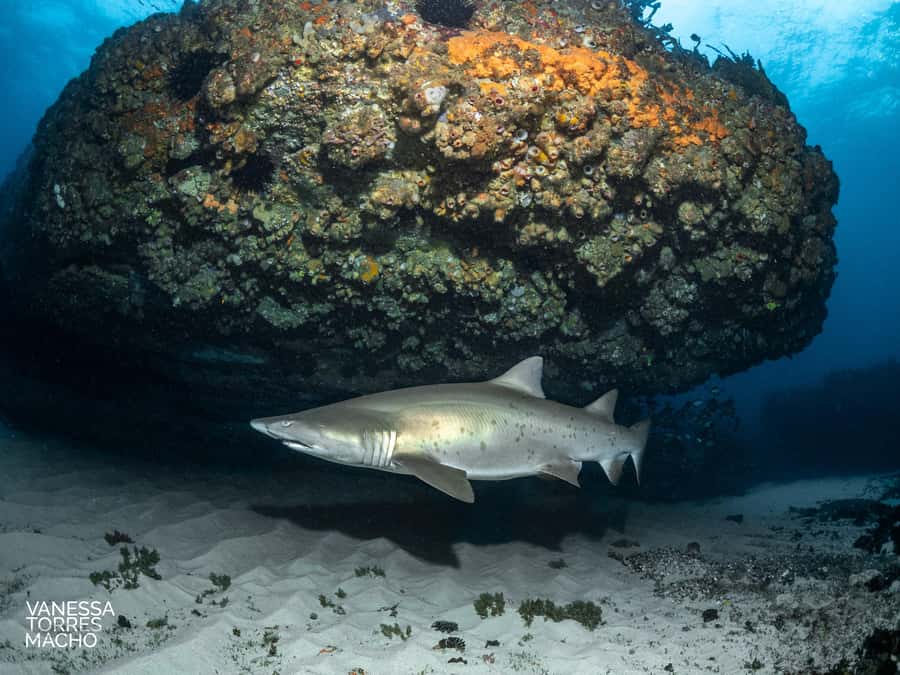 Bondi: Shark Dive at Bushrangers Bay for Certified Divers - Grey nurse sharks at Bushrangers Bay: what makes this feel different