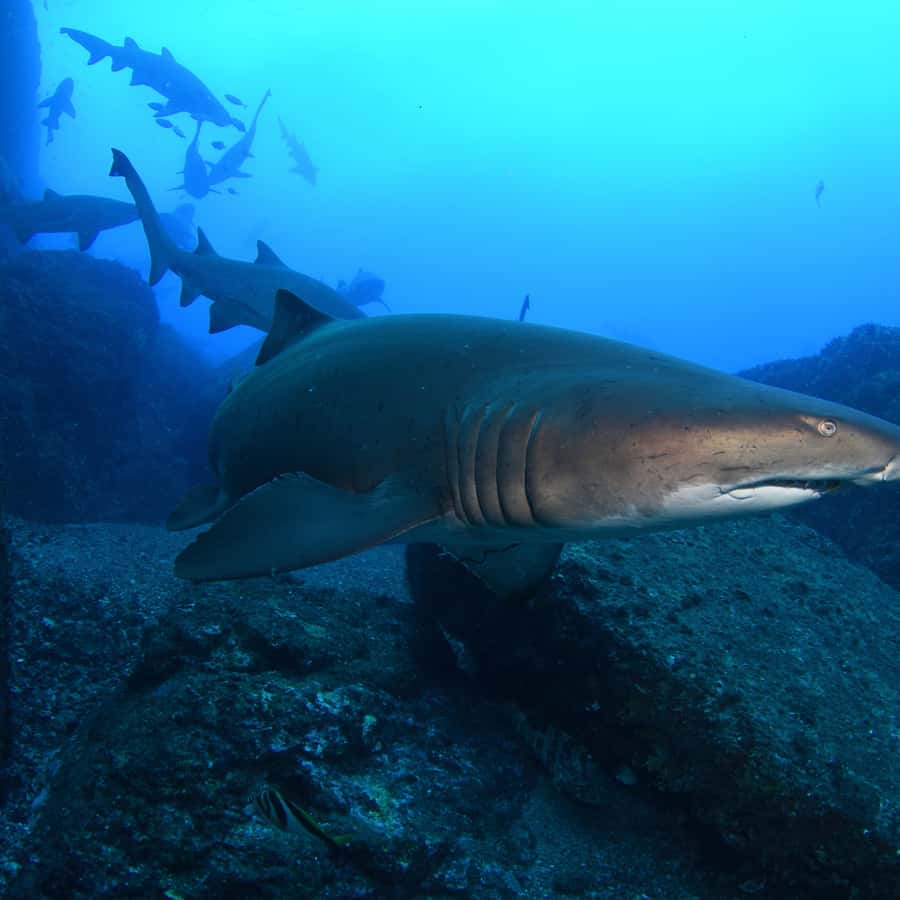 Bondi: Shark Dive at Bushrangers Bay for Certified Divers - First shore entry session: calm sharks, guided positioning, and real safety talk